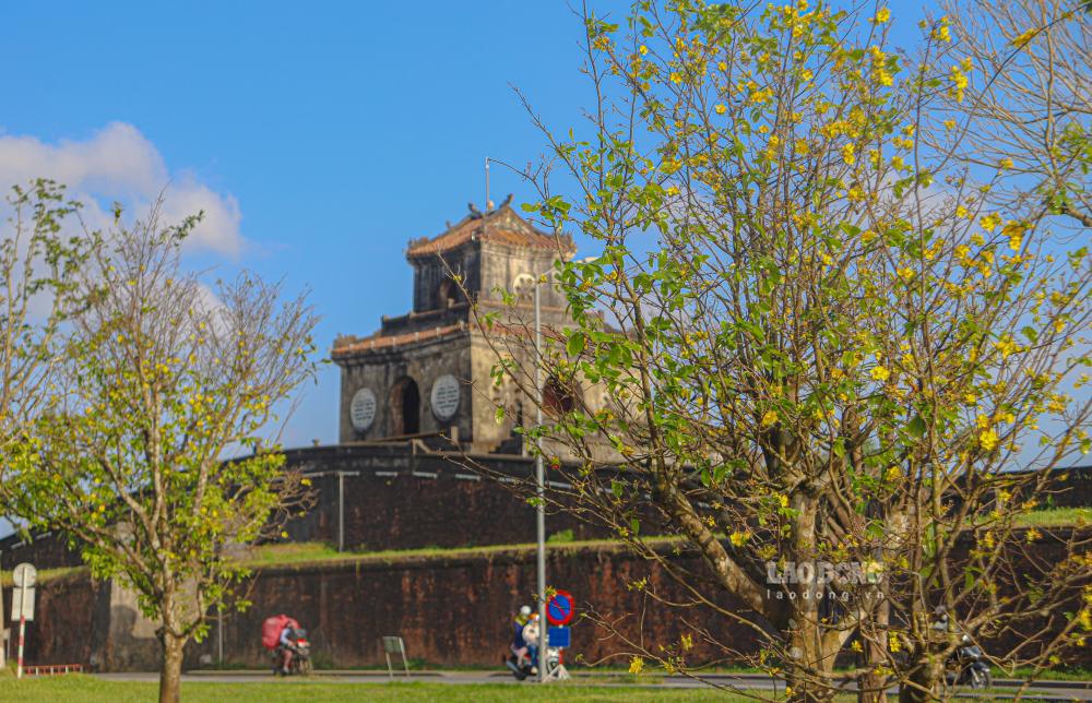 Sac vang cua hoa mai hoa cung mau tram mac cua tuong thanh, mai ngoi co, lam noi bat ve dep vua ruc ro vua tram tinh cua Hue. 