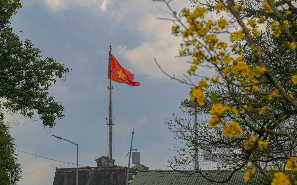 Yellow apricot blossoms bloom inside Hue Citadel. Photo: Nguyen Luan