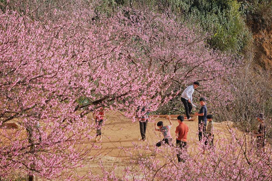 Ta Xua, Son La is dreamy with the wild peach blossom season showing off its colors amidst the forest clouds.