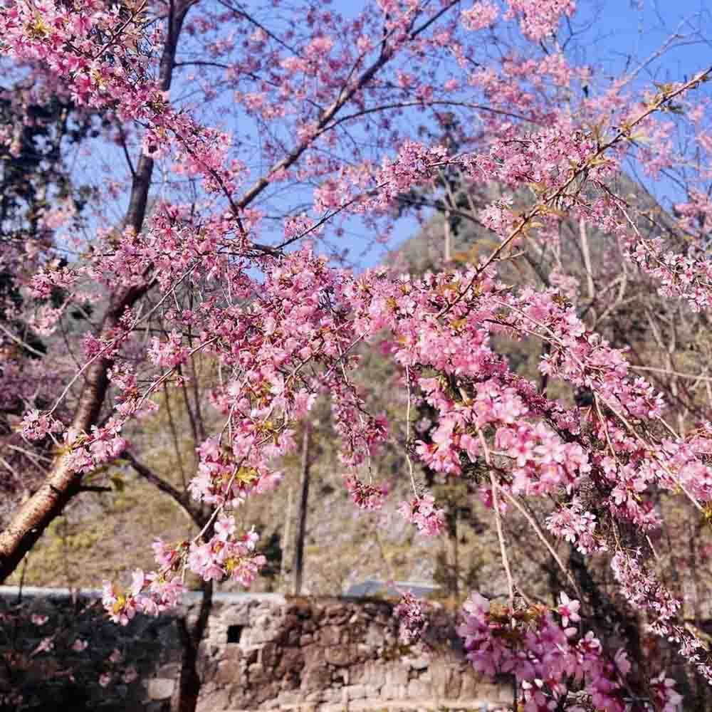 Mai anh đào nở rộ, bừng lên sức sống nơi miền biên viễn. Ảnh: Lê Dung