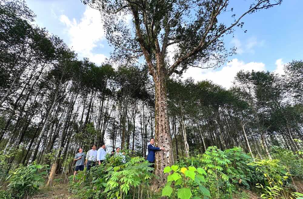Des centaines d'arbres do tram anciens sont preserves par les habitants depuis de nombreuses annees. Photo: Tran Tuan