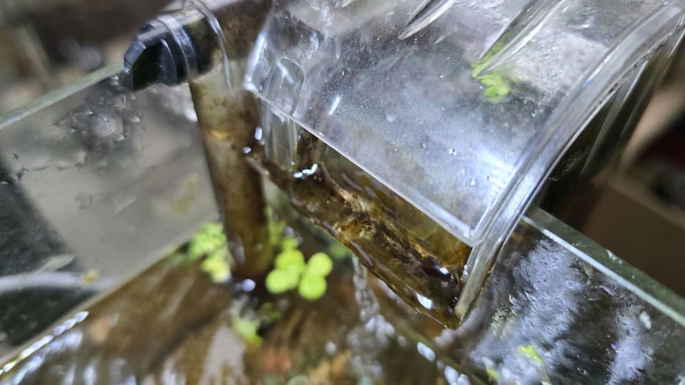 Regularly treat water purifiers to remove green moss and limit water turbidity in fish tanks. Photo: Tuan Dat