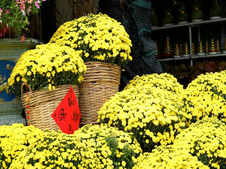Les chrysanthemes mam xoi fleurissent tot, les petits commerçants de Ho-Chi-Minh-Ville partagent les difficultes avec les jardiniers