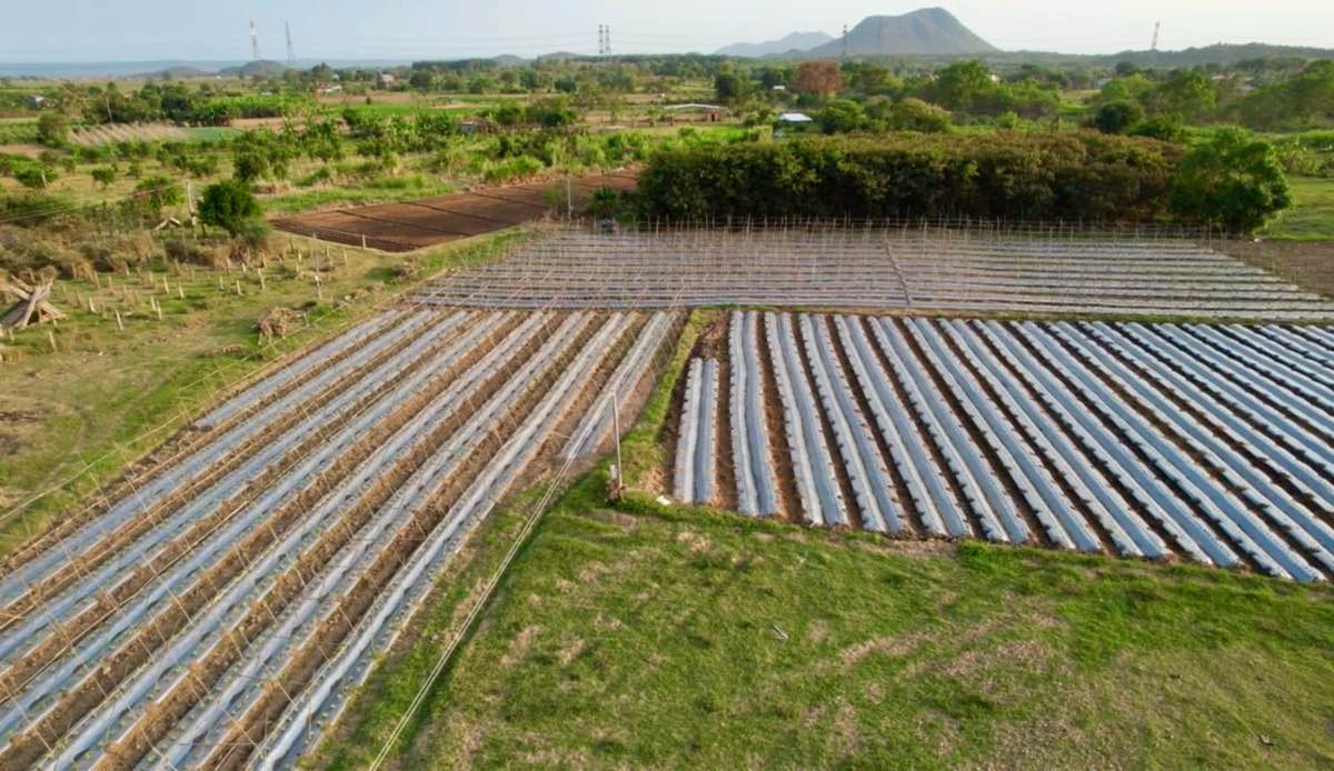Nguoi dan xa Ham Thuan Bac trong lai rau mau, khoi phuc san xuat sau thien tai. Anh: Duy Tuan 
