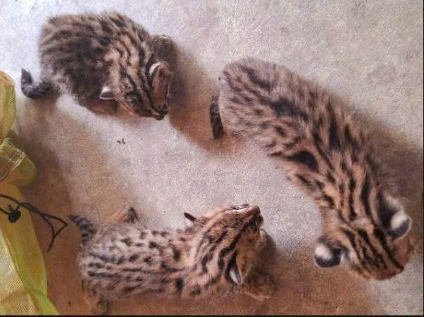 사탕수수밭에 길을 잃은 산고양이 3마리가 주민들에 의해 기능 기관에 제출되었습니다. 사진: 산림 감시원 제공