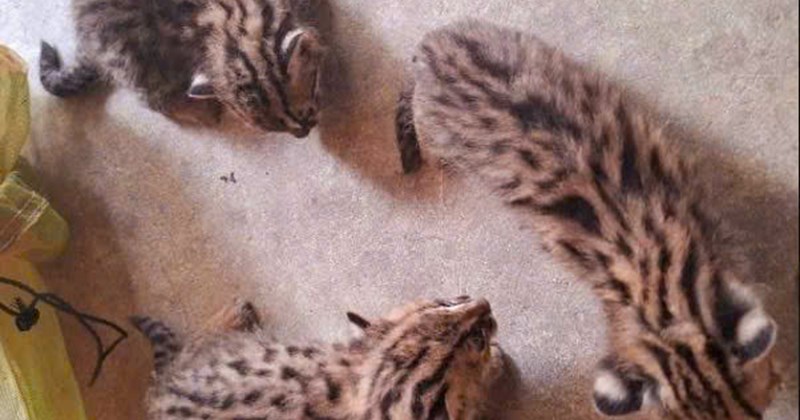 Meo Ranger Forest kittens lost in sugarcane fields, people hand over 3 individuals ...