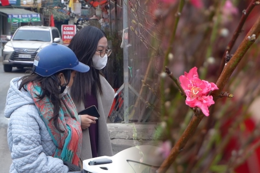 People buy peach blossoms early, enjoy the Tet atmosphere from the beginning of the season