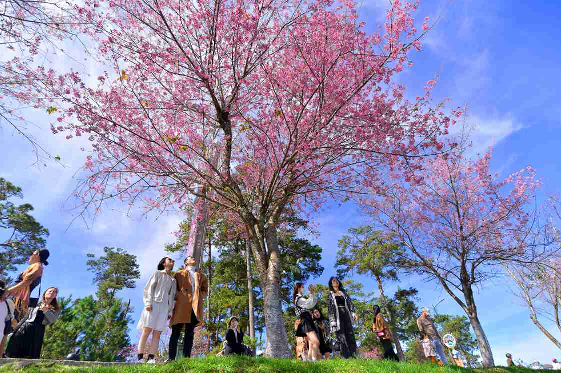 Cherry blossoms are a symbol of Da Lat mountain town. Photo: Phuc Khanh
