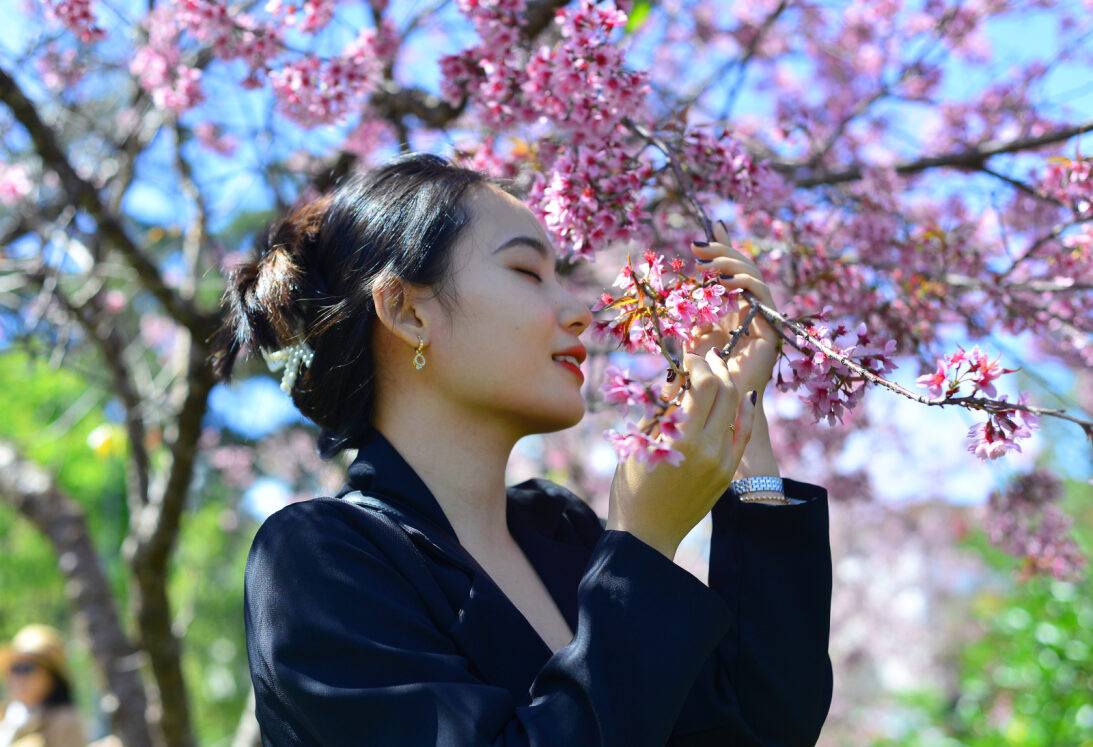 Hoa mai anh dao la bieu tuong khong the tach roi cua vung dat Da Lat hien hoa, tho mong. Anh: Phuc Khanh 