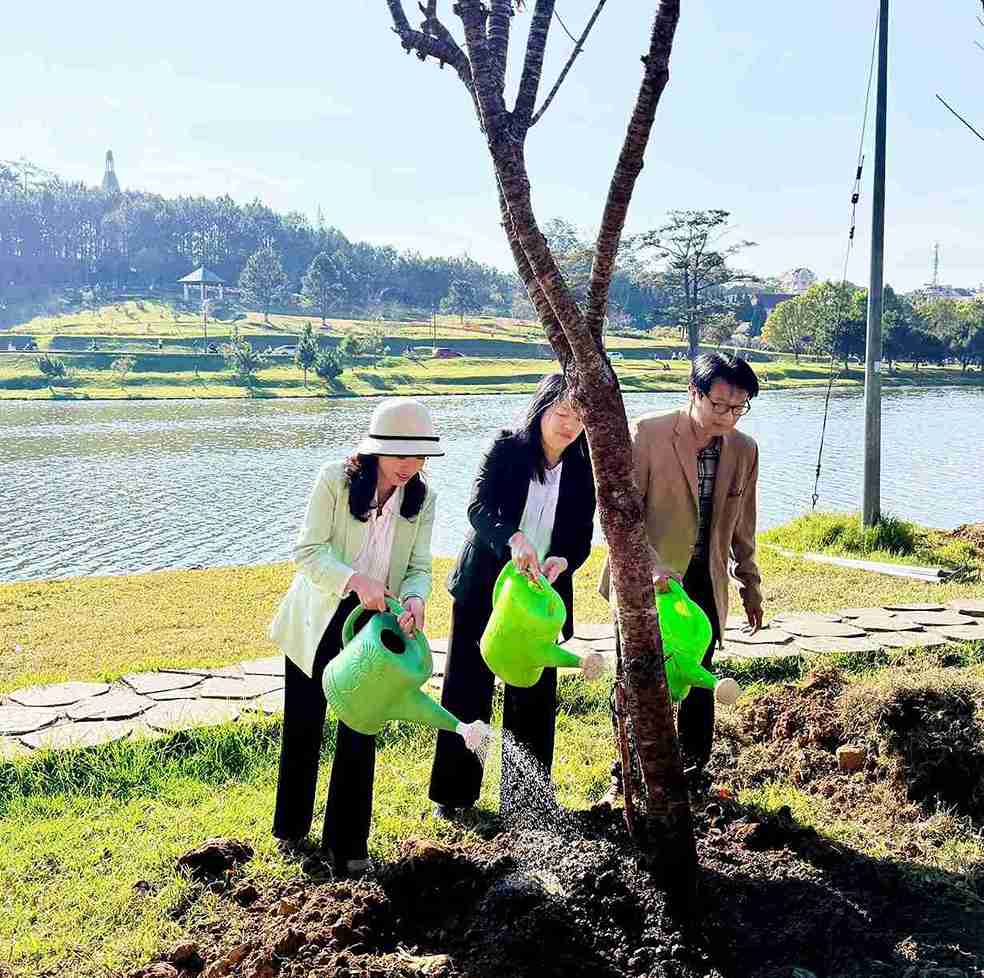 Nhung cay mai anh dao trong moi deu co do tuoi tu 5 nam tro len. Anh: Phuc Khanh 