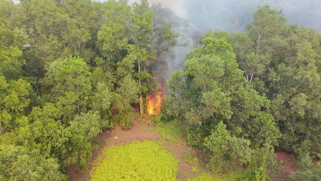 A melaleuca forest fire occurred in Binh Thanh commune. The initial cause was that some subjects entered the forest to set fire to bees to get honey. Photo: Duy Minh