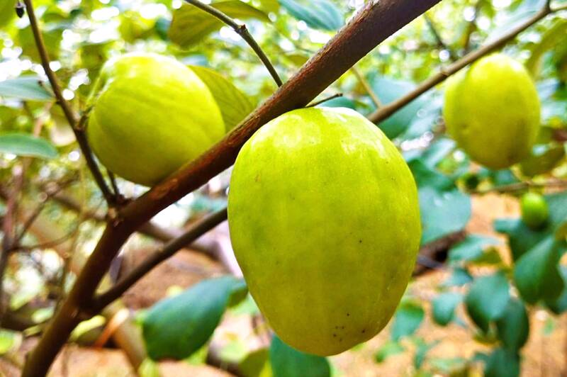 Tao dai Muong Bu la san pham nong san tieu bieu cua dia phuong. Anh: Nhat Minh