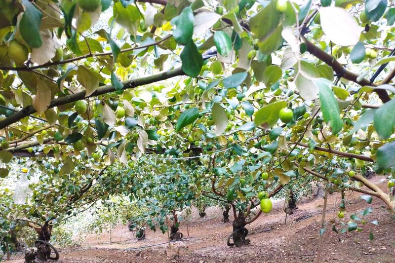 Vuon tao tai ban Chon,xa Muong Bu da vao mua. Anh: Nhat Minh