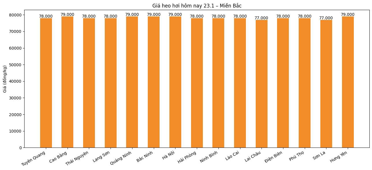 Gia heo hoi hom nay 23.1 tai khu vuc mien Bac. Do hoa: Phuong Anh