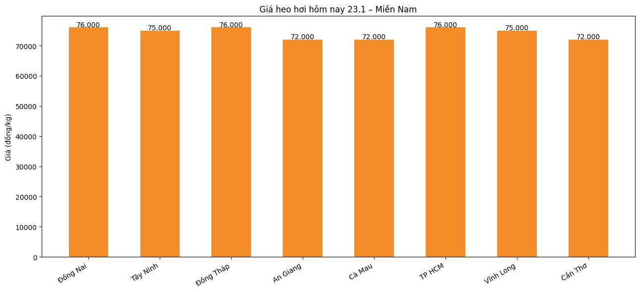 Gia heo hoi hom nay 23.1 tai khu vuc mien Trung. Do hoa: Phuong Anh
