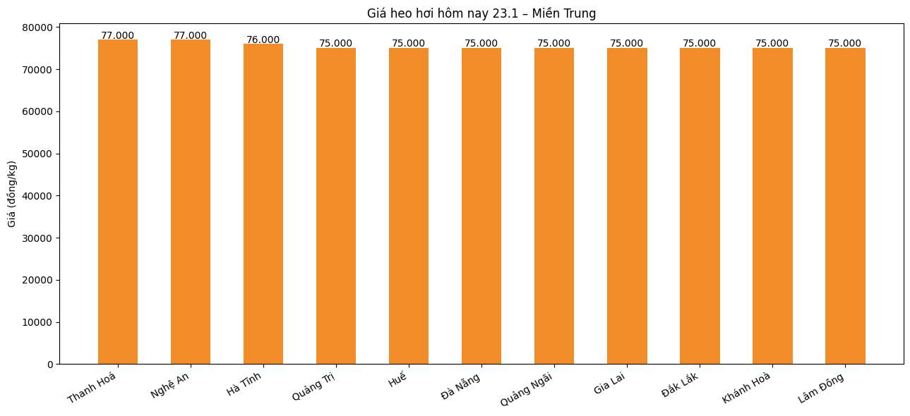 Gia heo hoi hom nay 23.1 tai khu vuc mien Trung. Do hoa: Phuong Anh