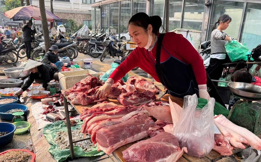 Prix du porc vivant aujourd'hui 23 janvier: Augmentation generalisee, se rapprochant du seuil de 80 000 VND/kg. Photo: Thuy Linh