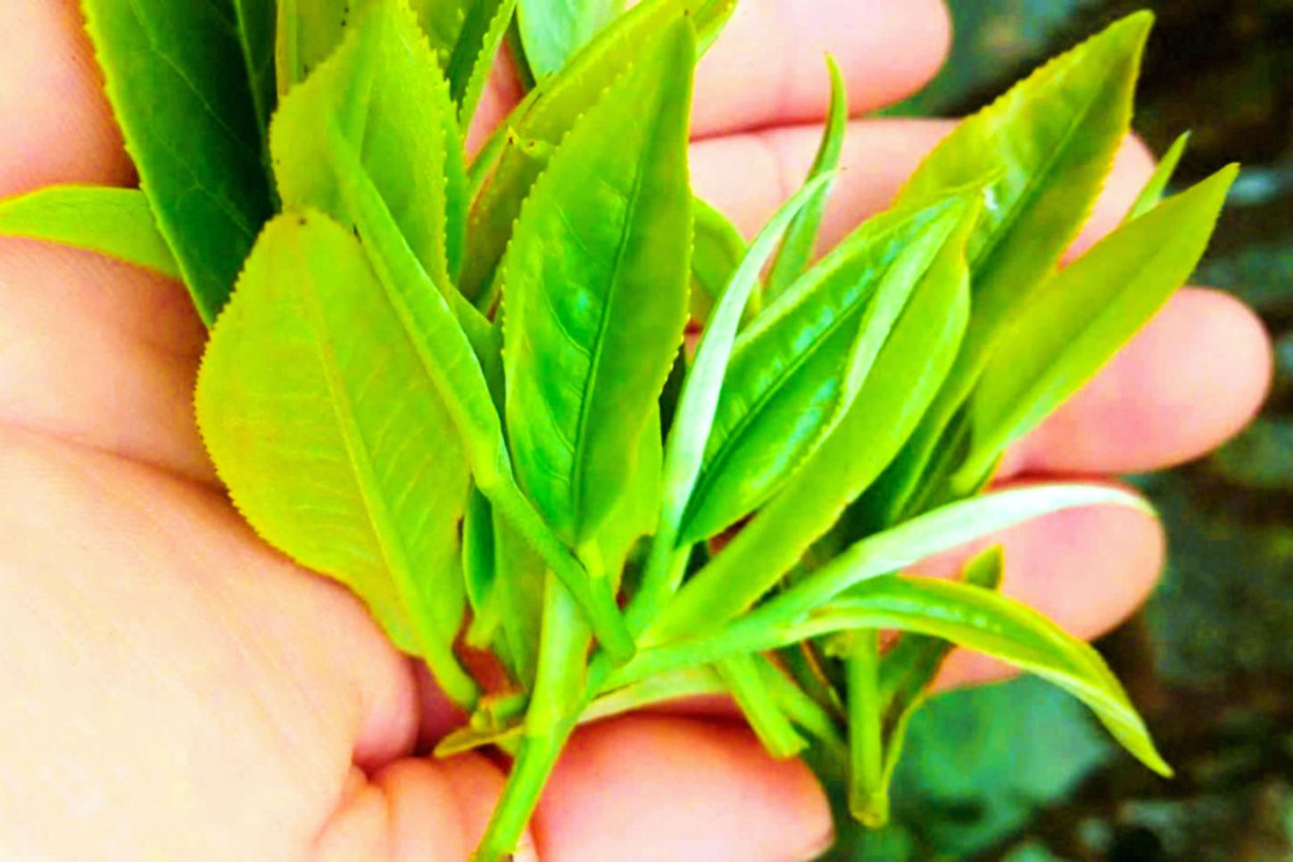 Ta Xua Shan Tuyet tea product. Photo: Truong Son