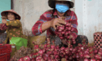 Purple onion processing labor