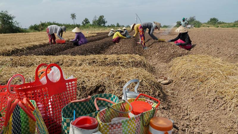 Nguoi dan mang com nuoc ra ruong, gan bo voi dong hanh suot ngay dai. Anh: Phuong Anh