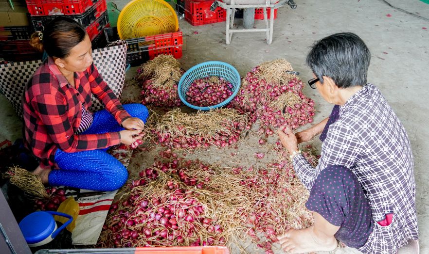 Lao dong lon tuoi lua hanh, bo chum trong xuong so che, cong viec phu hop voi suc khoe. Anh: Phuong Anh