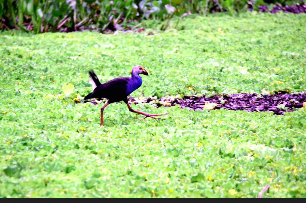 Chim di chuyen tai Rung tram Tra Su. Anh: Lam Dien