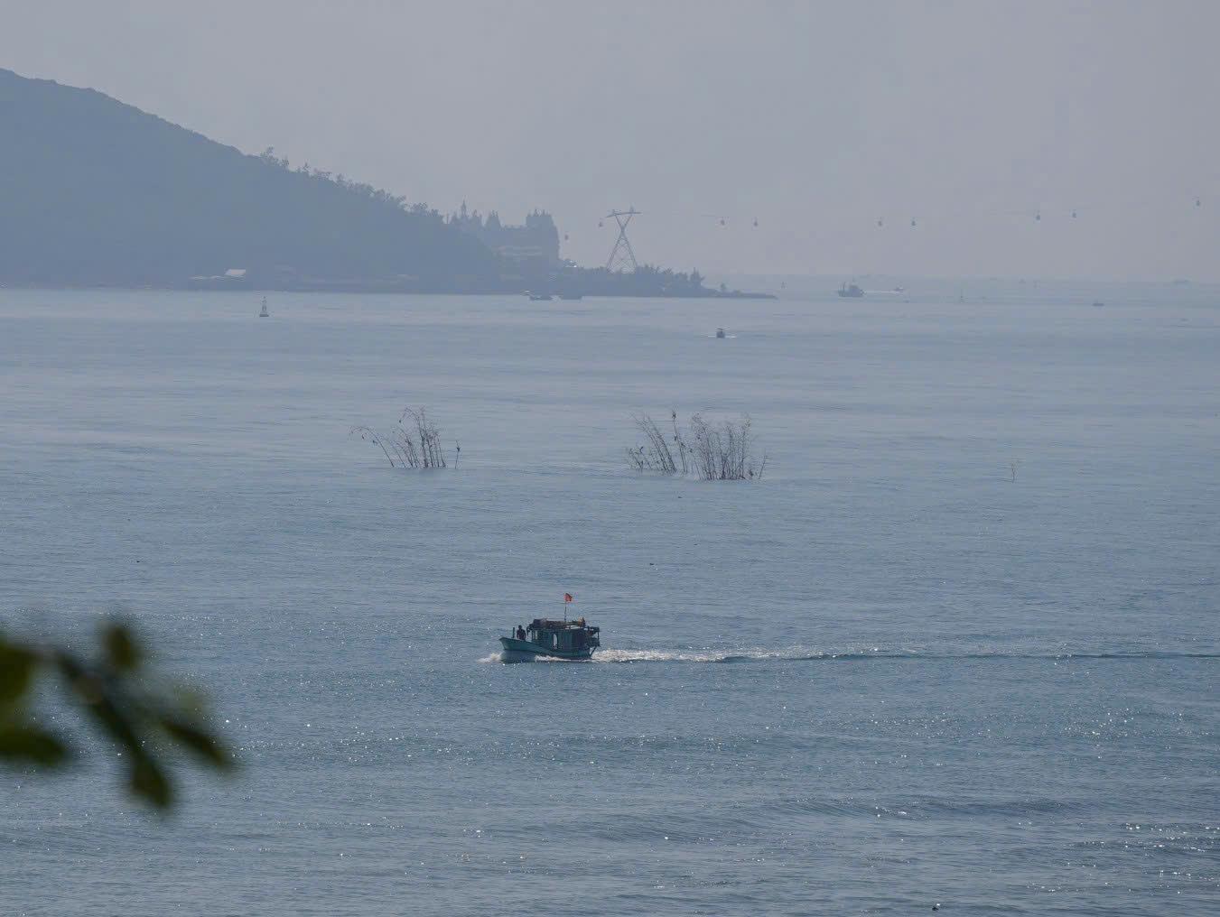 Bamboo growing in the middle of Nha Trang beach makes people and tourists excited. Photo: Huu Long