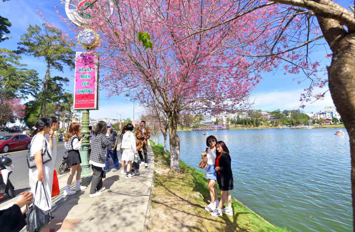 Mai anh dao la bieu tuong cua Da Lat. Anh: Phuc Khanh 