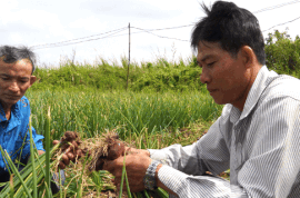 Farmers harvesting shallots