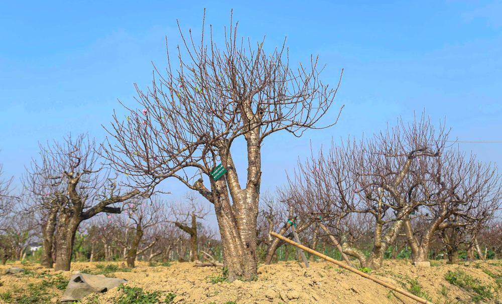 Can canh nhung goc dao the tai vuon. Anh: T. Hien