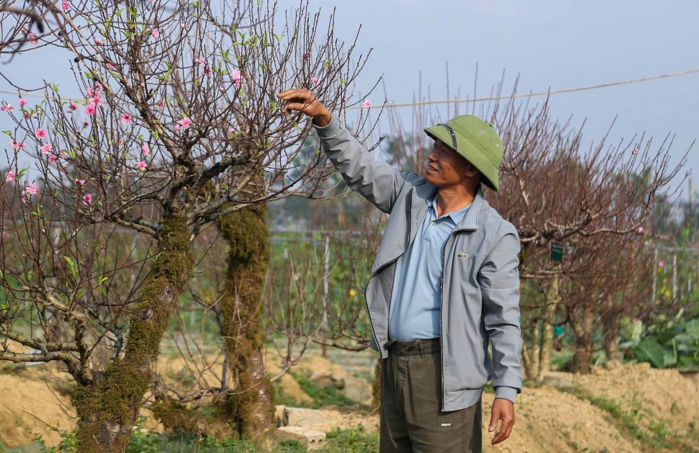 Mr. Le Van Hoan's ancient peach garden has been noticed by many people and booked early. Photo: T. Hien