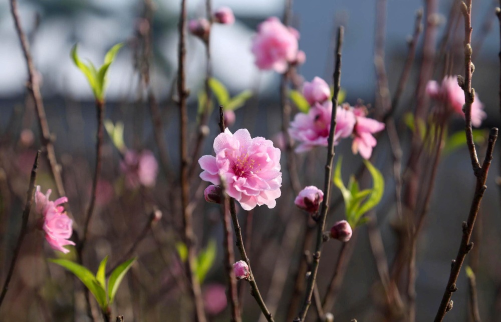 Cay dao no bong cung thu hut nhieu nguoi den chiem nguong, chup hinh. Anh: T. Hien