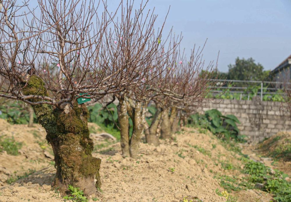 Nhung cay dao co thu duoc anh Hoan cham soc ky luong. Anh: T. Hien