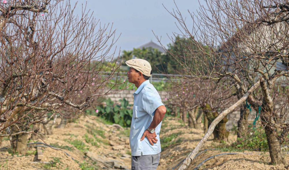 140 goc dao cua anh Hoan hau het da co nguoi thue. Anh: T. Hien