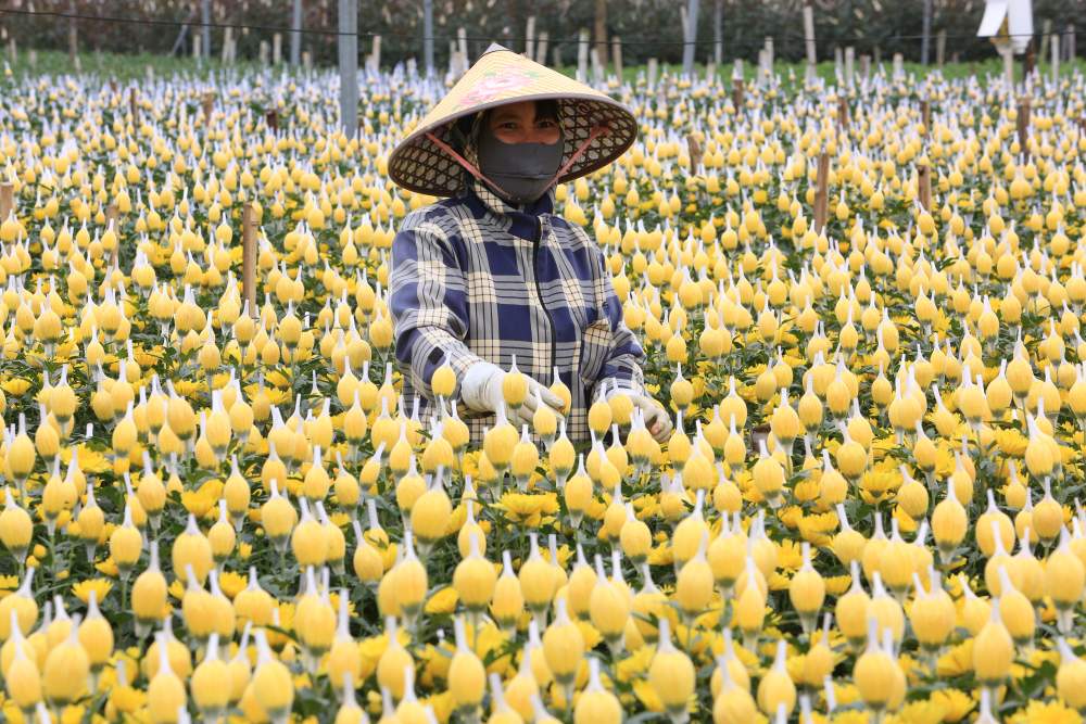 People in the largest flower capital of Thanh Hoa are busy during Tet. Photo: Quach Du