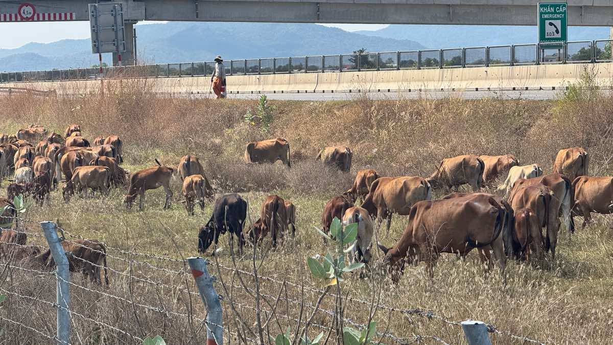 빈하오-판티엣 고속도로에서 소를 방목하는 주민들