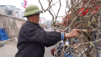 Small traders worry about shortage of goods to sell, Tet peach blossom market becomes bustling soon