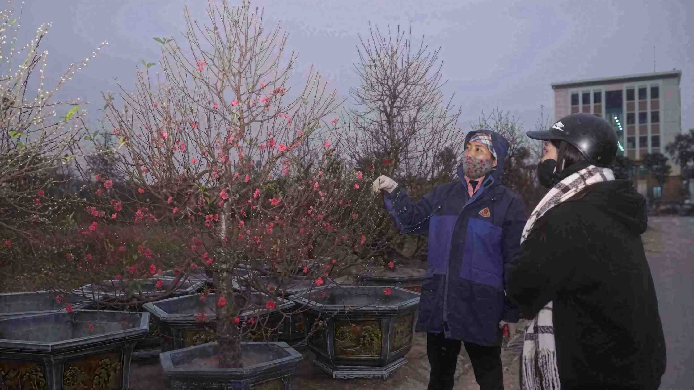 Chu vuon dao Hung Yen gioi thieu the cay, nu hoa dao cho khach. Anh: Minh Vu