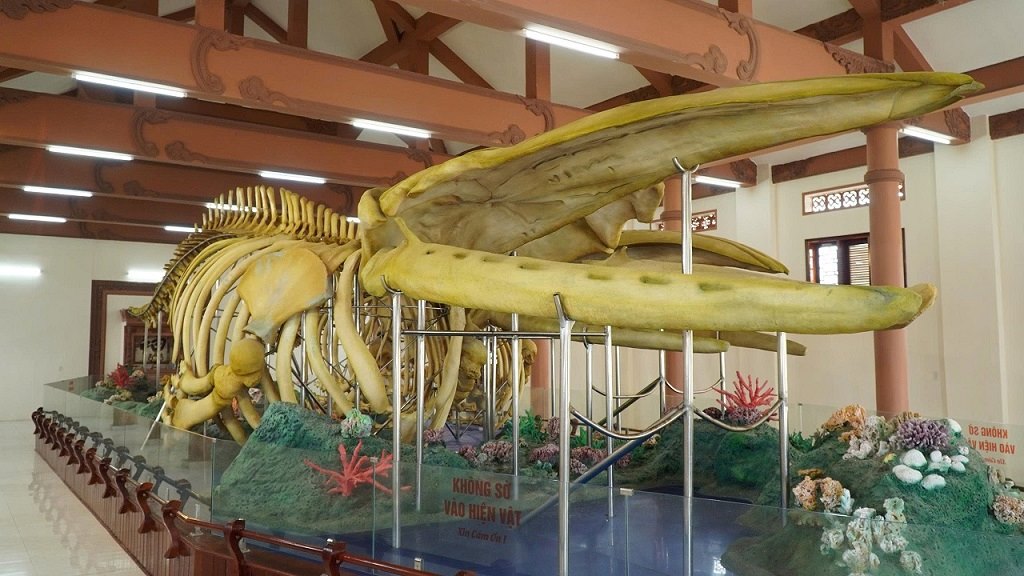 Two skeletons of the largest Ong fish in Vietnam are restored in Ly Son, Quang Ngai. Photo: Vien Nguyen