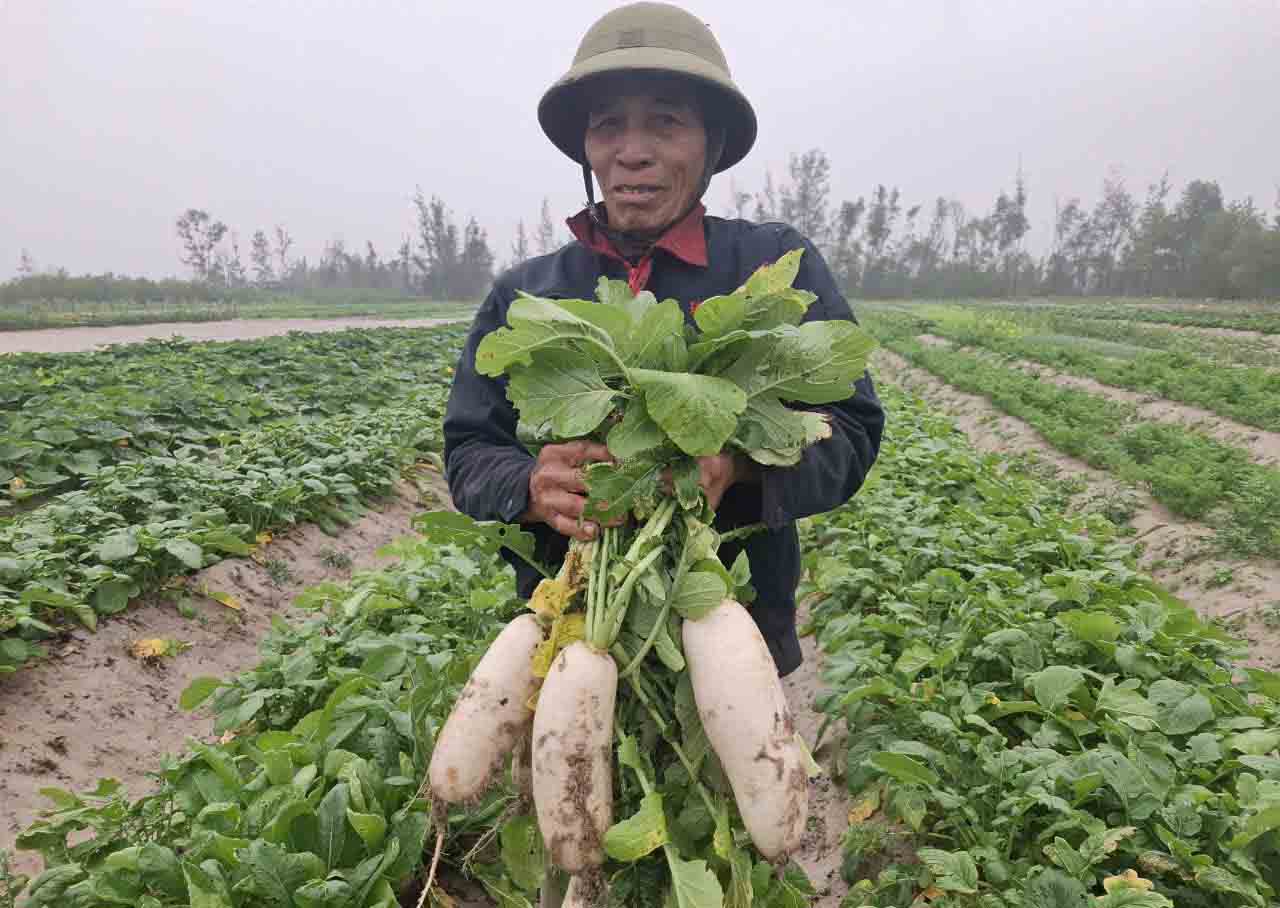 Ong Tu canh tac rau, cu, qua tren cat cho nang suat cao. Anh: Tran Tuan.