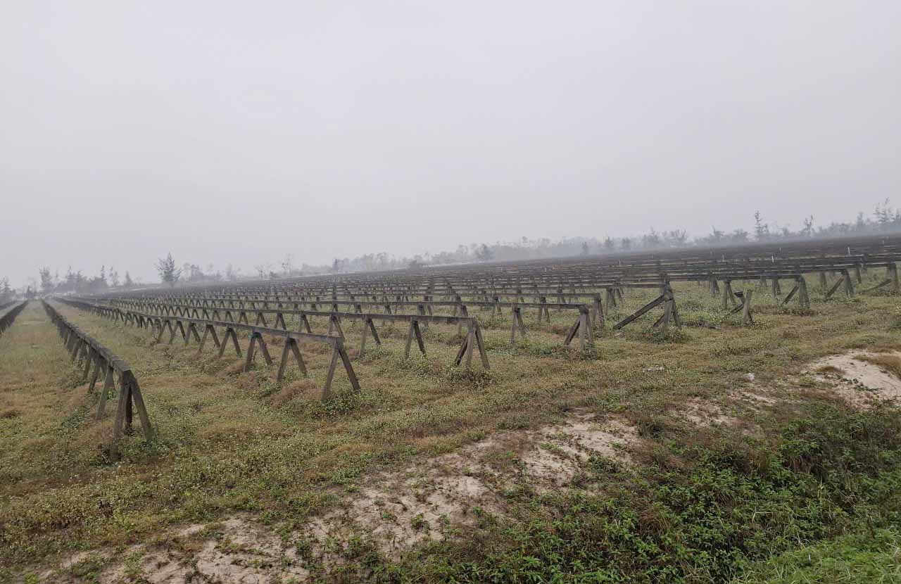 Hang tram ha dat bo hoang. Anh: Tran Tuan.