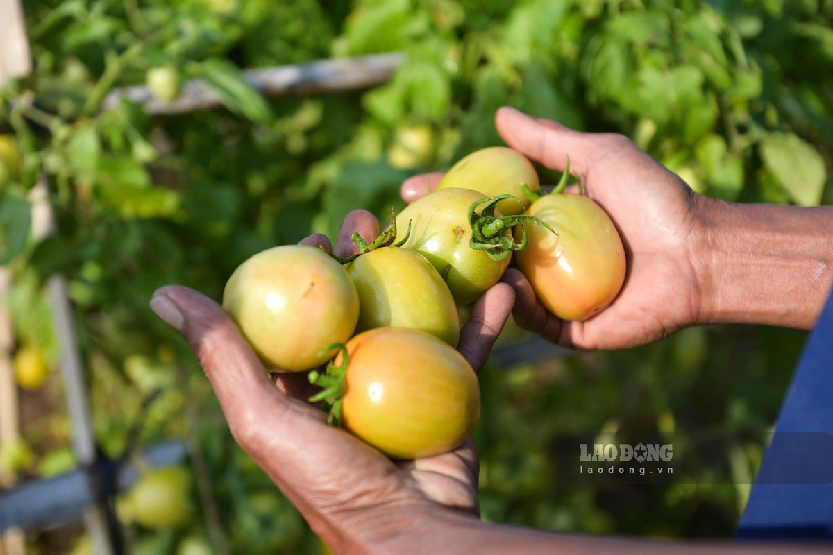 Ca chua duoc dat mua ngay khi qua con xanh. Anh: Ha Vi