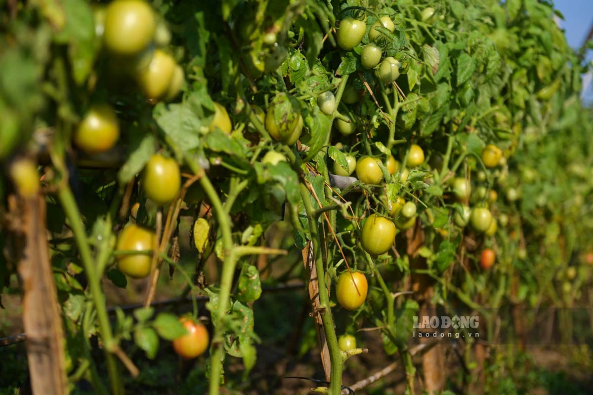 Khu vuc trong ca chua mang lai thu nhap on dinh cho nong dan o xa Quy Nhat. Anh: Ha Vi