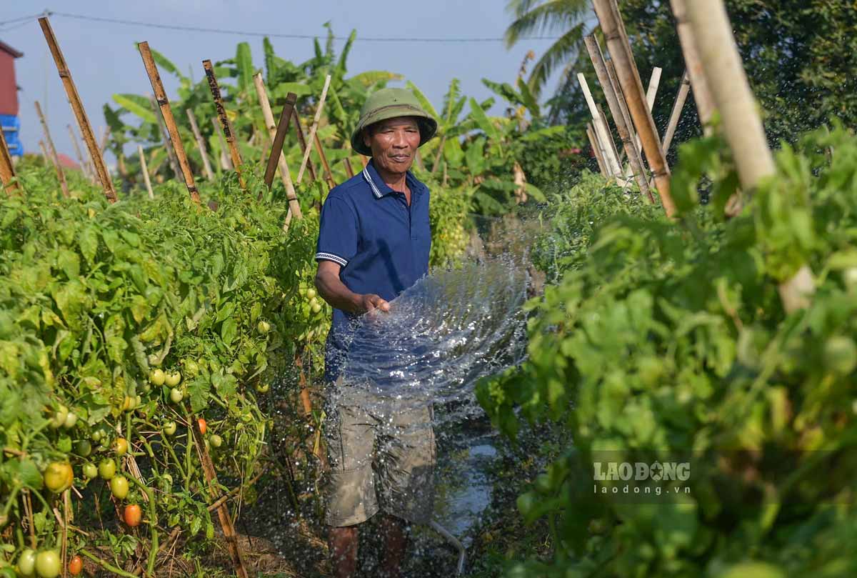 Farmers watering trees and taking care of tomato gardens. Photo: Ha Vi