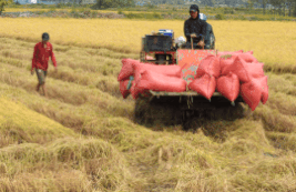 Rice shrimp rotation model helps farmers stabilize their livelihoods