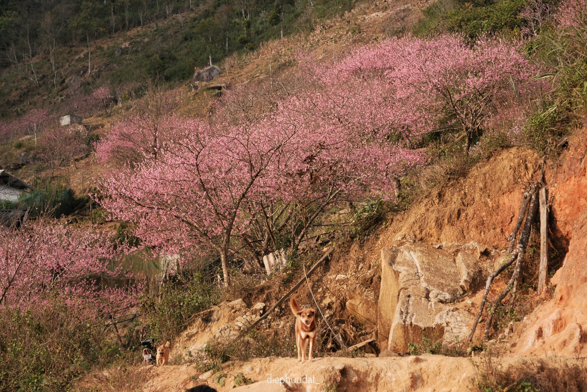 Ảnh: Diệp Hữu Đạt