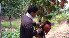 Farmers earn billions of VND by selling unique red pomelos for Tet display.