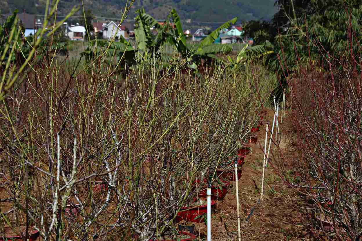 Thoi diem nay, hau het cac vuon dao da duoc tuot la, cat tia gon gang san sang bung no don Tet. Anh: Phuc Khanh 