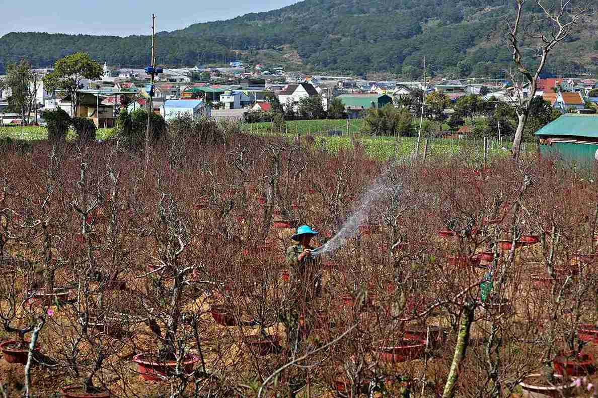 Vuon dao cua gia dinh ong 