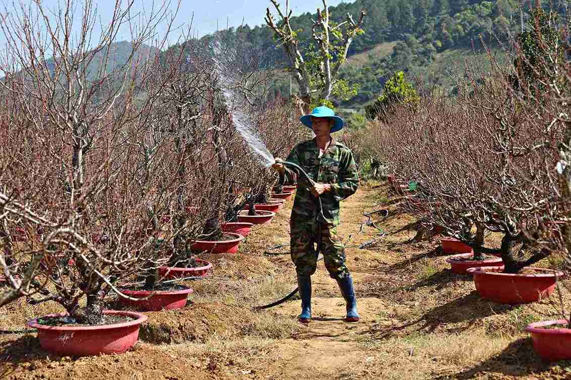 Peach growers in Lam Dong are busy taking care of trees to serve Tet. Photo: Phuc Khanh